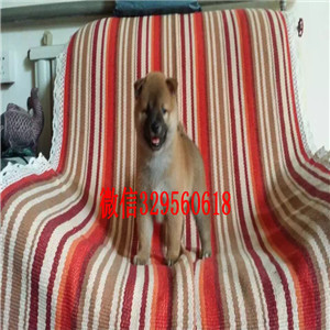 长治哪里能买到纯种柴犬柴犬犬舍双血统柴犬赛