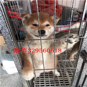 日喀则哪里能买到纯种柴犬柴犬图片高品质纯种