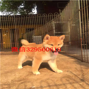 兴安盟纯种柴犬多少钱一只柴犬出售双血统柴犬高品日本柴犬待售