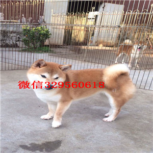 延安哪里能买到纯种柴犬柴犬犬舍极品柴犬赛级柴犬宝宝