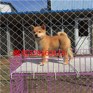 林芝纯种柴犬多少钱一只柴犬图片赛级柴犬出售