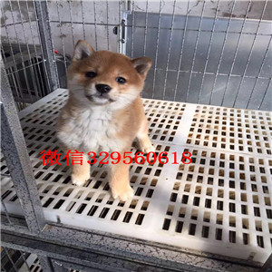 中卫哪里能买到纯种柴犬柴犬价格双血统柴犬高