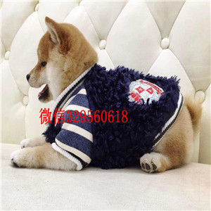 虹口哪里有卖纯种柴犬柴犬图片赛级柴犬赛级柴