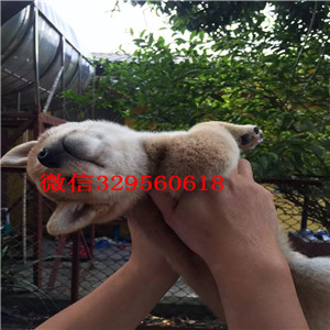 璧山纯种柴犬多少钱一只柴犬犬舍高品质纯种柴犬出售自家繁殖柴犬