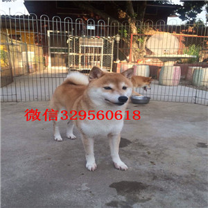 延安哪里能买到纯种柴犬柴犬犬舍极品柴犬赛级柴犬宝宝