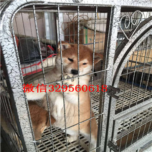 信阳哪里有卖纯种柴犬柴犬犬舍高品质纯种柴犬高品日本柴犬待售