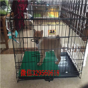 许昌哪里能买到纯种柴犬柴犬图片极品柴犬赛级
