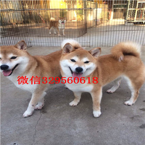 璧山纯种柴犬多少钱一只柴犬犬舍高品质纯种柴犬出售自家繁殖柴犬