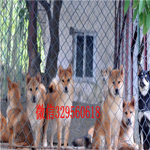 松江哪里能买到纯种柴犬柴犬价格赛级柴犬高品日本柴犬待售