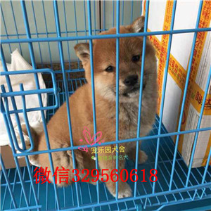 德宏哪里有卖纯种柴犬柴犬犬舍双血统柴犬赛级