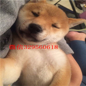 云阳纯种柴犬多少钱一只柴犬图片极品柴犬出售