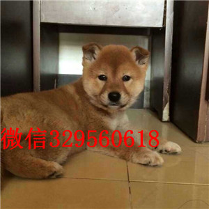 保山纯种柴犬多少钱一只柴犬出售双血统柴犬高