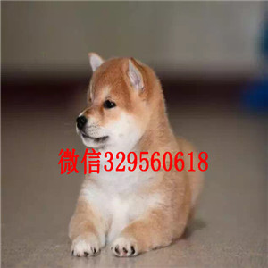 果洛州纯种柴犬多少钱一只柴犬价格赛级柴犬高