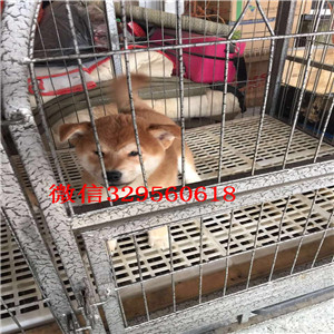 信阳哪里有卖纯种柴犬柴犬犬舍高品质纯种柴犬高品日本柴犬待售