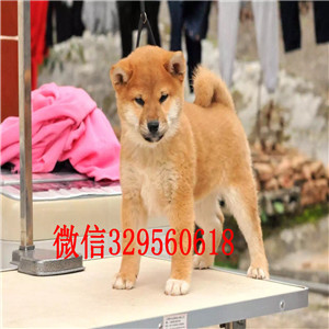 百色纯种柴犬多少钱一只柴犬价格双血统柴犬高