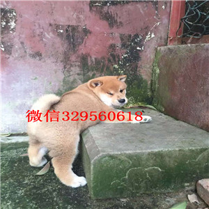 汕尾纯种柴犬多少钱一只柴犬价格赛级柴犬高品日本柴犬待售