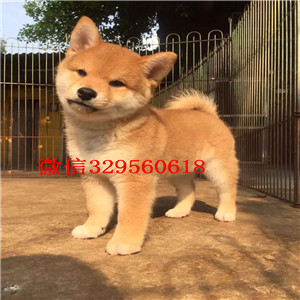 兴安盟纯种柴犬多少钱一只柴犬出售双血统柴犬