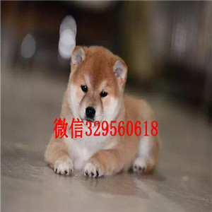 扬州纯种柴犬多少钱一只柴犬价格高品质纯种柴