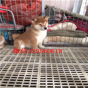 九江纯种柴犬多少钱一只柴犬图片双血统柴犬高品日本柴犬待售