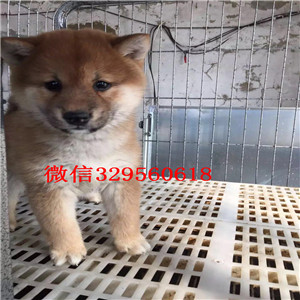 齐齐哈尔哪里有卖纯种黑柴犬多少钱 一只纯种柴犬幼犬图片
