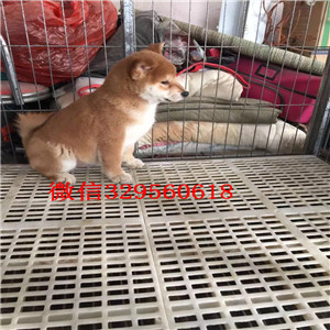 徐汇哪里卖黑色柴犬 黄色柴犬 日系柴犬多少钱