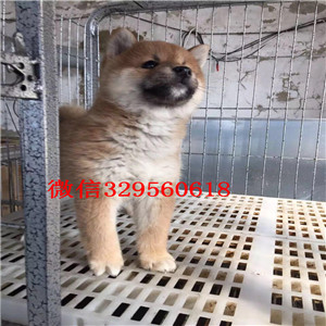 齐齐哈尔哪里有卖纯种黑柴犬多少钱 一只纯种柴犬幼犬图片