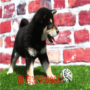 黄山哪里有卖柴犬黑柴柴犬哪里出售柴犬幼犬多少钱一只漂亮日系柴犬幼犬