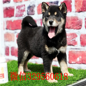 南川本地哪里有卖柴犬的纯种日本引进柴犬柴犬