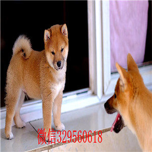 九龙坡本地哪里有卖柴犬的家养一窝纯种聪明日