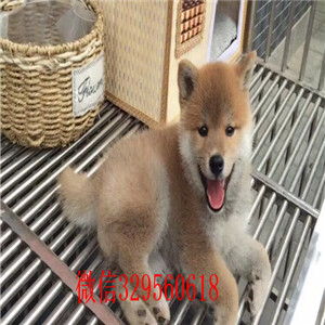 大渡口本地哪里有卖柴犬的家养一窝纯种聪明日