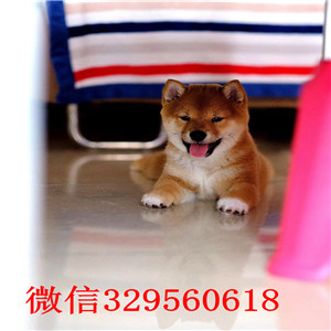 巫山本地哪里有卖柴犬的柴犬掉毛吗柴犬幼犬多少钱一只超萌日系柴犬