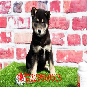 四平纯种日本柴犬多少钱家养一窝纯种聪明日本