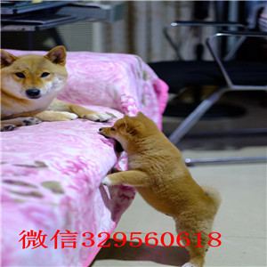 内江哪里有卖柴犬黑柴家养一窝纯种聪明日本柴犬幼犬柴犬能长多大纯血统柴犬幼犬