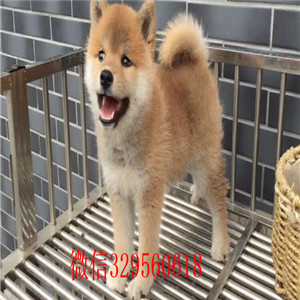 奉节哪里有卖柴犬黑柴家养一窝纯种聪明日本柴