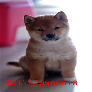 平顶山本地哪里有卖柴犬的柴犬掉毛吗柴犬幼犬