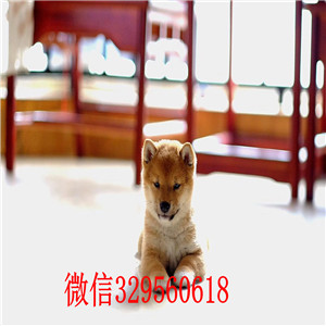 黄山哪里有卖柴犬黑柴柴犬哪里出售柴犬幼犬多少钱一只漂亮日系柴犬幼犬
