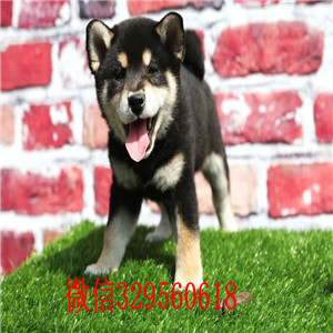 吉林本地哪里有卖柴犬的柴犬掉毛吗柴犬幼犬多