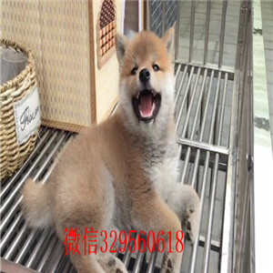 潼南本地哪里有卖柴犬的纯种日本引进柴犬纯种