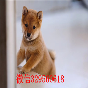 淮北纯种日本柴犬多少钱纯种日本引进柴犬柴犬