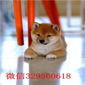 大连哪里有卖柴犬黑柴家养一窝纯种聪明日本柴