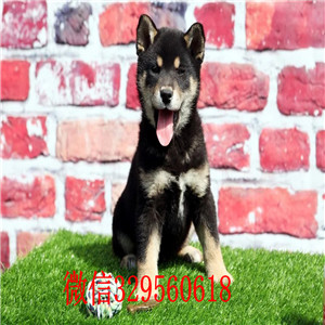 武隆本地哪里有卖柴犬的纯种日本引进柴犬柴犬