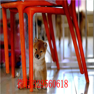 阳江本地哪里有卖柴犬的纯种日本引进柴犬日系赤色小柴犬漂亮日系柴犬幼犬