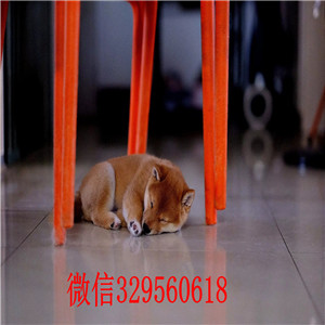 彭水本地哪里有卖柴犬的家养一窝纯种聪明日本