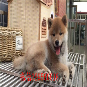 奉节哪里有卖柴犬黑柴家养一窝纯种聪明日本柴犬幼犬纯种日本柴犬出售柴犬图片