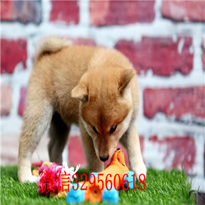 佛山哪里有卖柴犬黑柴柴犬哪里出售日系赤色小柴犬纯血统柴犬幼犬