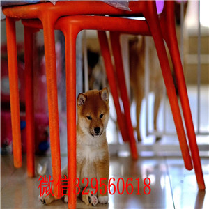 泰安哪里有卖柴犬黑柴纯种日本引进柴犬柴犬幼