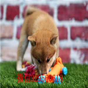 许昌哪里有卖柴犬黑柴柴犬哪里出售柴犬幼犬多