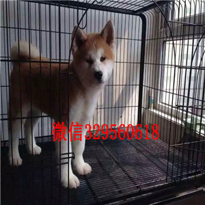 德阳日系秋田幼犬多少钱纯种赛级秋田多少钱哪