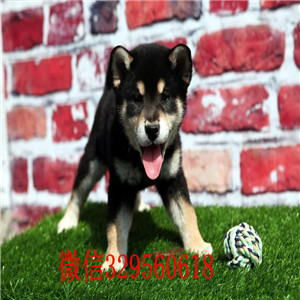 眉山本地哪里有卖柴犬的家养一窝纯种聪明日本