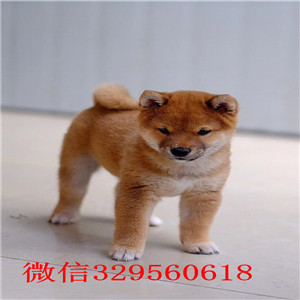 大足本地哪里有卖柴犬的家养一窝纯种聪明日本